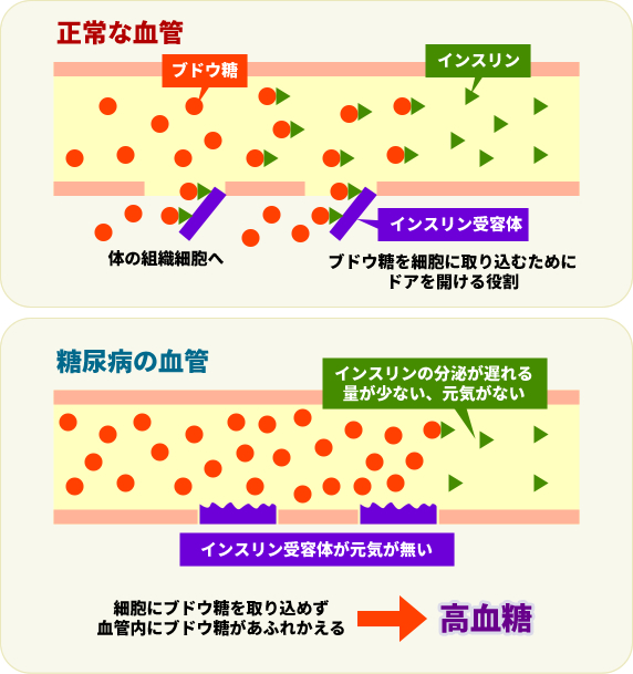 亜鉛、牡蠣、テストステロン