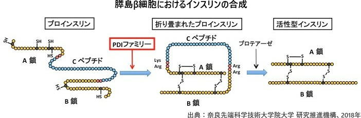 インスリン、血糖値、不妊