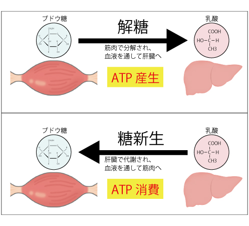 亜鉛、牡蠣、テストステロン